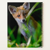 Animaux de bébés cutest | Baby Red Fox (Dos)