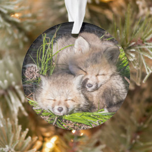 Animaux de bébés cutest   Baby Red Fox Kits Sleepi