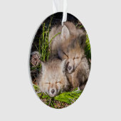 Animaux de bébés cutest | Baby Red Fox Kits Sleepi (devant)