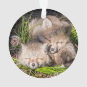 Animaux de bébés cutest | Baby Red Fox Kits Sleepi (dos)