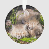 Animaux de bébés cutest | Baby Red Fox Kits Sleepi (devant)