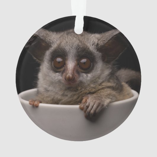 Animaux de bébés cutest | Bébé mignon (dos)