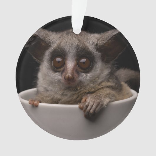 Animaux de bébés cutest | Bébé mignon (devant)