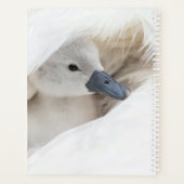 Animaux de bébés cutest | Bébé Mute Swan (Dos)