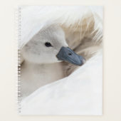 Animaux de bébés cutest | Bébé Mute Swan (Devant)