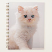 Animaux de bébés cutest | Blue Eye Kitten (Devant)