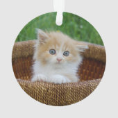 Animaux de bébés cutest | Blue Eyed Kitten (dos)