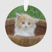 Animaux de bébés cutest | Blue Eyed Kitten (devant)