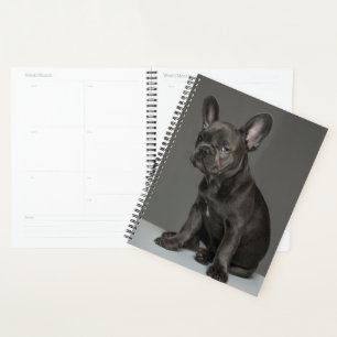 Animaux de bébés cutest Blue French Bulldog Pupp