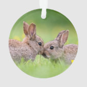 Animaux de bébés cutest | Bunny Kiss (dos)