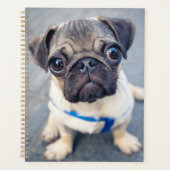 Animaux de bébés cutest | Carlin bébé (Devant)