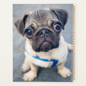 Animaux de bébés cutest | Carlin bébé (Dos)
