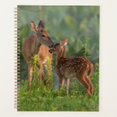 Animaux de bébés cutest | Cerf et bébé (Devant)