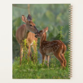 Animaux de bébés cutest | Cerf et bébé (Dos)