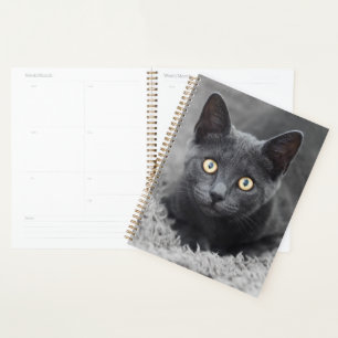 Animaux de bébés cutest Chat gris