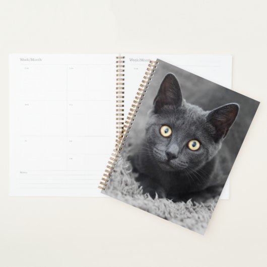 Animaux de bébés cutest | Chat gris (Devant avec enveloppe)