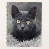 Animaux de bébés cutest | Chat gris (Devant)