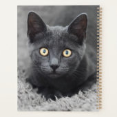 Animaux de bébés cutest | Chat gris (Dos)