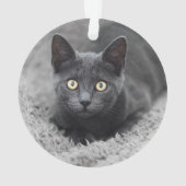Animaux de bébés cutest | Chat gris (dos)