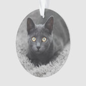 Animaux de bébés cutest | Chat gris (devant)