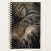 Animaux de bébés cutest | Chat Tabby Dormant (Devant)