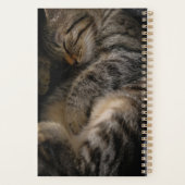 Animaux de bébés cutest | Chat Tabby Dormant (Dos)