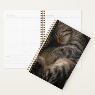 Animaux de bébés cutest   Chat Tabby Dormant