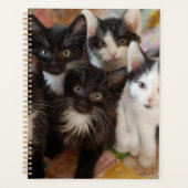 Animaux de bébés cutest | Chatons noirs et blancs (Devant)