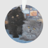 Animaux de bébés cutest | Chatons persans sur couv (devant)