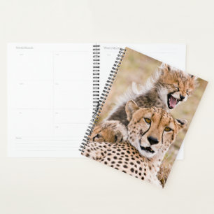 Animaux de bébés cutest   Cheetah Cat & Cub