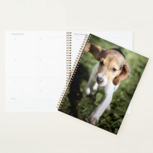 Animaux de bébés cutest Chiot Beagle