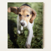 Animaux de bébés cutest | Chiot Beagle (Dos)