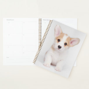 Animaux de bébés cutest Chiot de Corgi blanc
