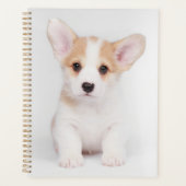 Animaux de bébés cutest | Chiot de Corgi blanc (Devant)