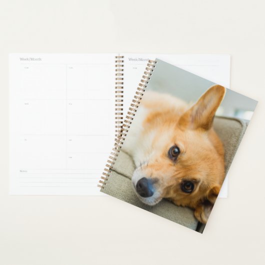 Animaux de bébés cutest | Chiot de Corgi sur canap (Devant avec enveloppe)