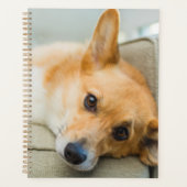 Animaux de bébés cutest | Chiot de Corgi sur canap (Devant)