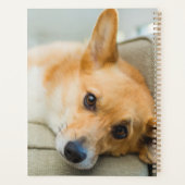 Animaux de bébés cutest | Chiot de Corgi sur canap (Dos)