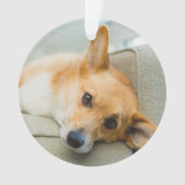 Animaux de bébés cutest | Chiot de Corgi sur canap (devant)