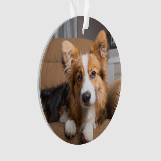 Animaux de bébés cutest | Coiffeuse à cheveux long (devant)