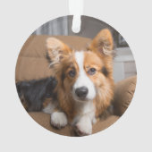 Animaux de bébés cutest | Coiffeuse à cheveux long (dos)