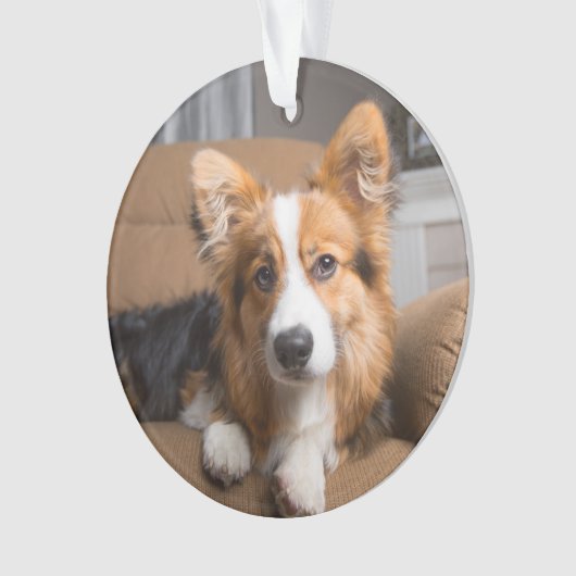 Animaux de bébés cutest | Coiffeuse à cheveux long (devant)