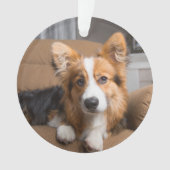 Animaux de bébés cutest | Coiffeuse à cheveux long (devant)