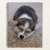 Animaux de bébés cutest | Corgi Chiot sur Shag Rug (Devant)