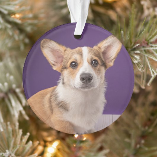 Animaux de bébés cutest | Corgi Chiple sur Purple (Arbre)