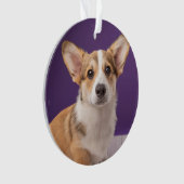 Animaux de bébés cutest | Corgi Chiple sur Purple (devant)