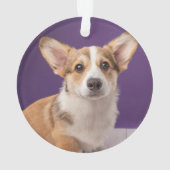 Animaux de bébés cutest | Corgi Chiple sur Purple (dos)