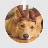 Animaux de bébés cutest | Corgi Christmas Reindeer (dos)