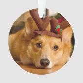 Animaux de bébés cutest | Corgi Christmas Reindeer (devant)