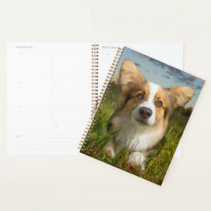 Animaux de bébés cutest Corgi dans le nuage