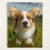 Animaux de bébés cutest | Corgi dans le nuage (Devant)